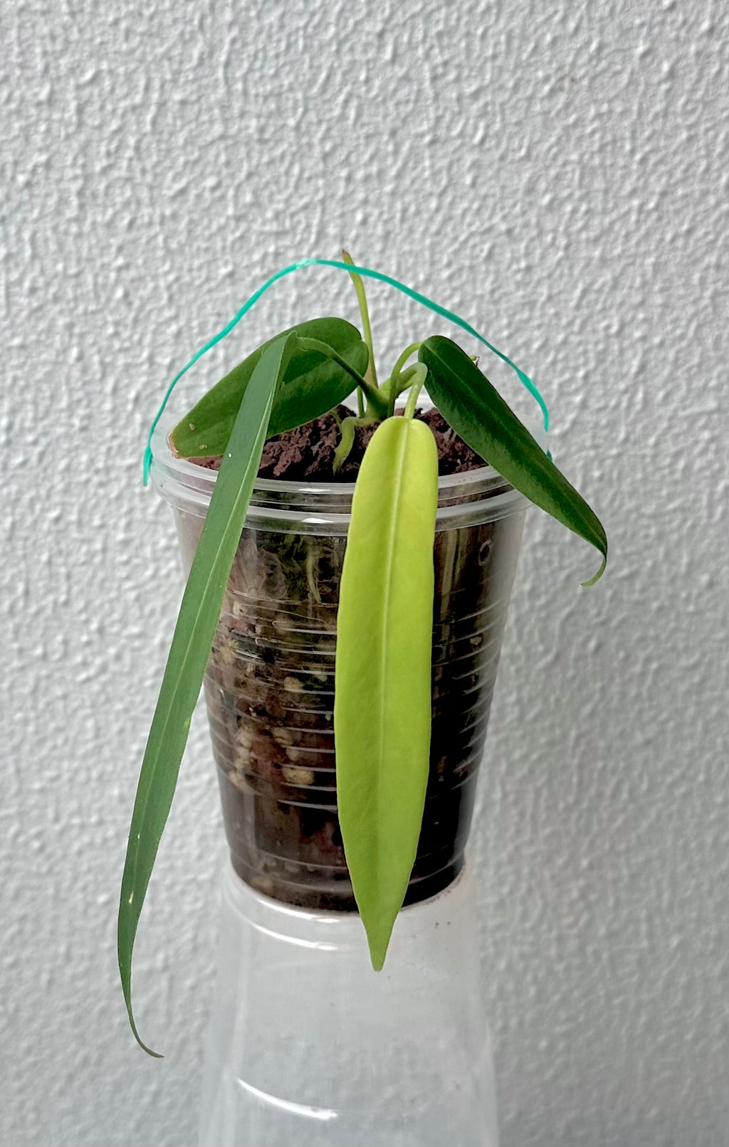 Anthurium Pallidiflorum