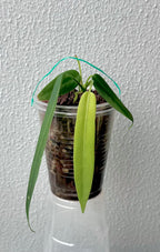 Anthurium Pallidiflorum
