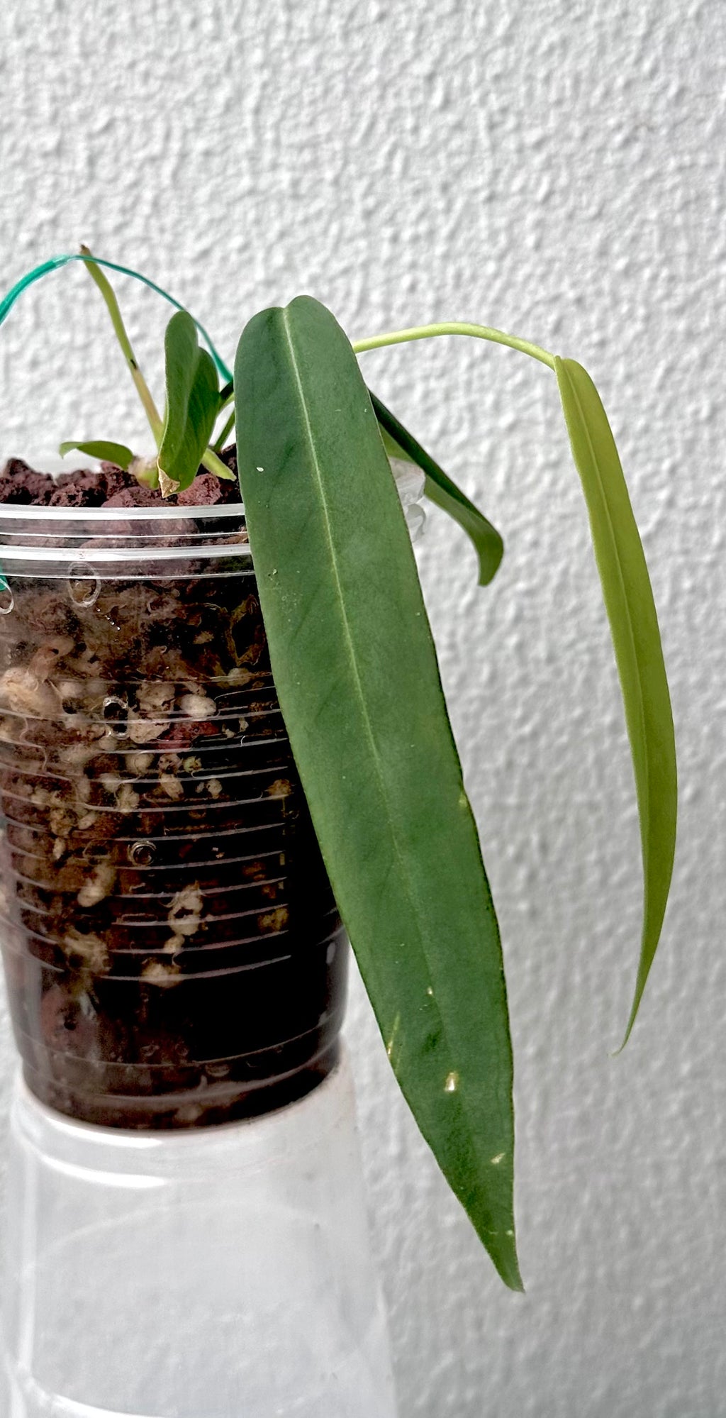 Anthurium Pallidiflorum