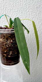 Anthurium Pallidiflorum