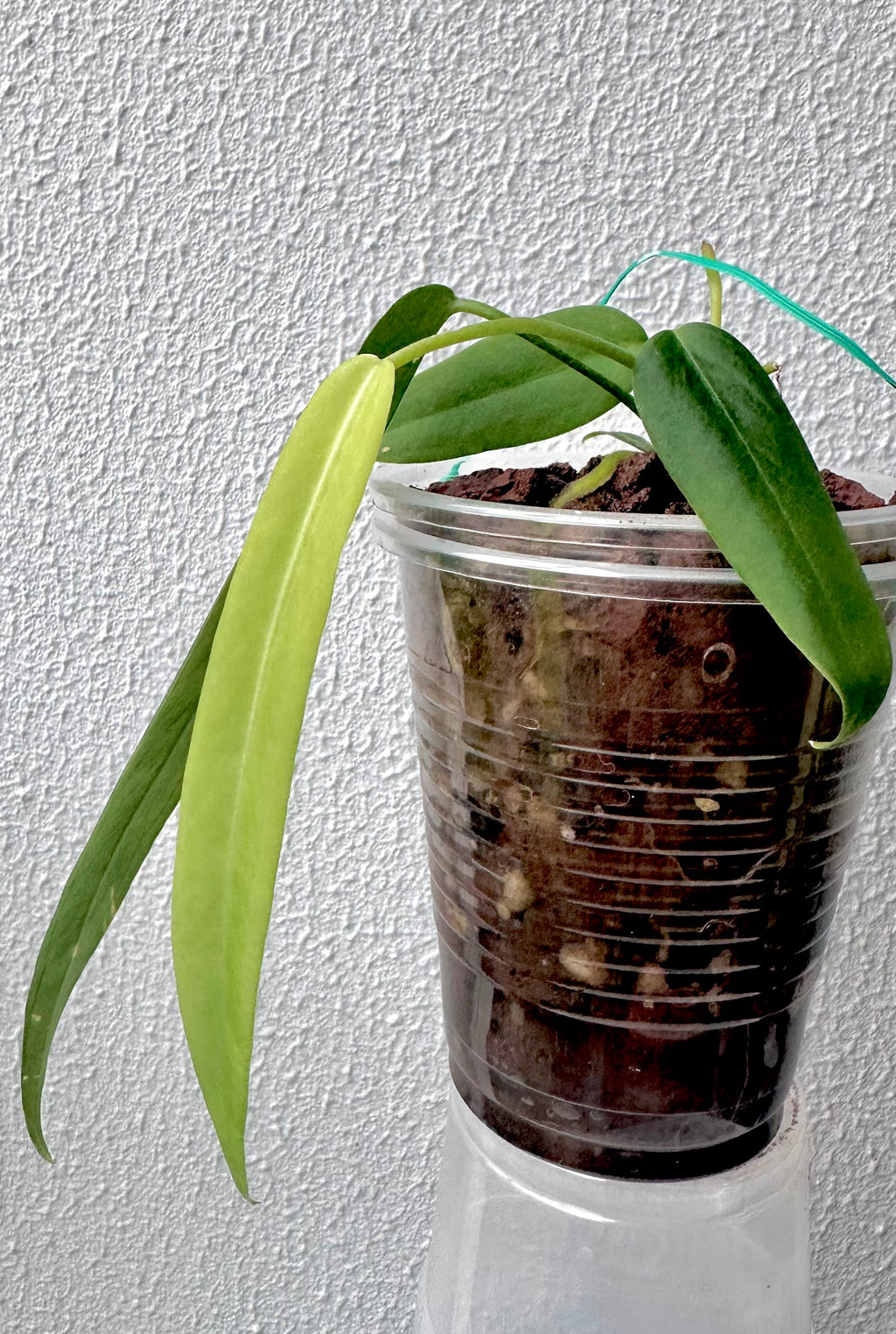 Anthurium Pallidiflorum