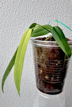 Anthurium Pallidiflorum
