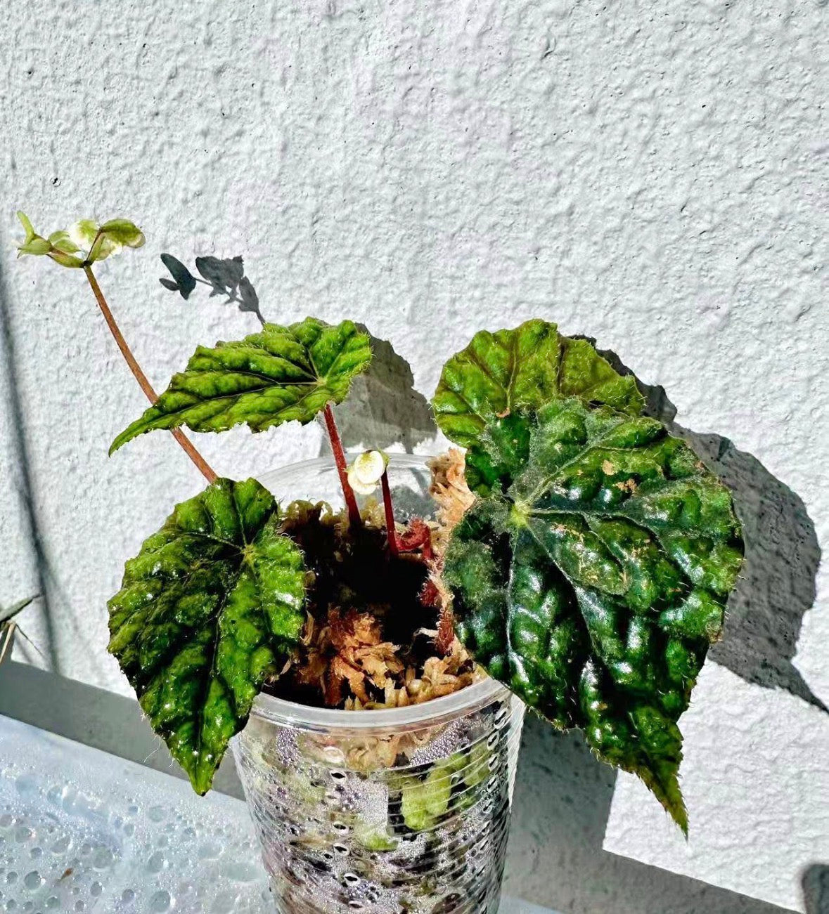 Begonia Abu Dhabi