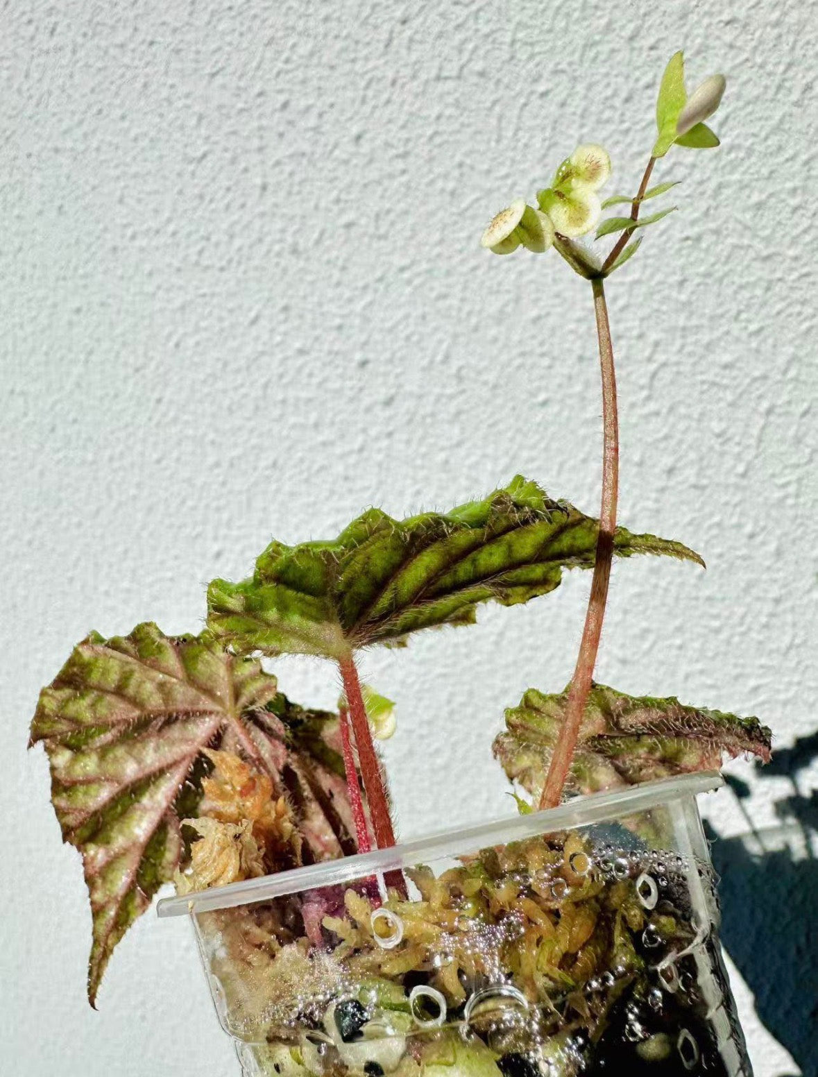 Begonia Abu Dhabi