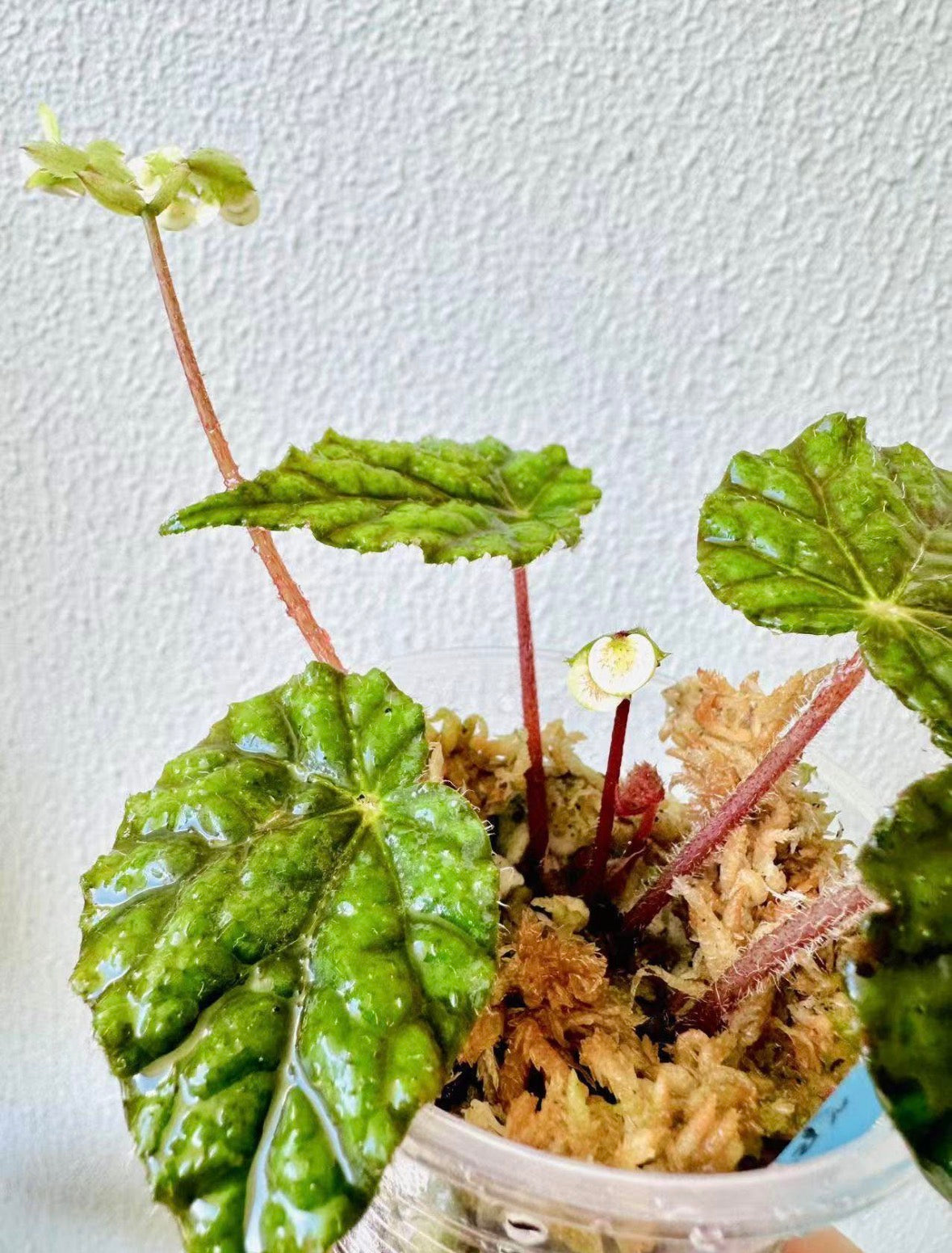 Begonia Abu Dhabi