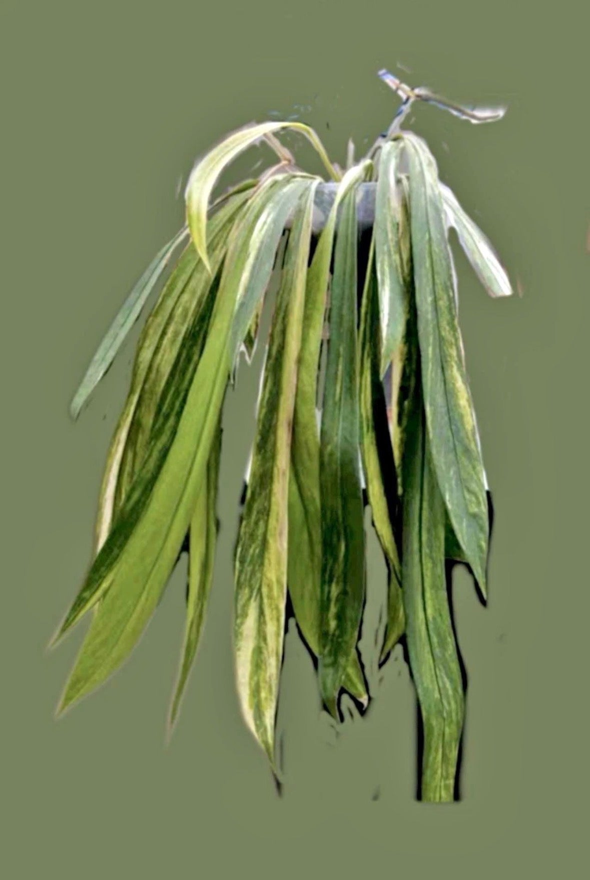 Anthurium Vittarifolium variegated