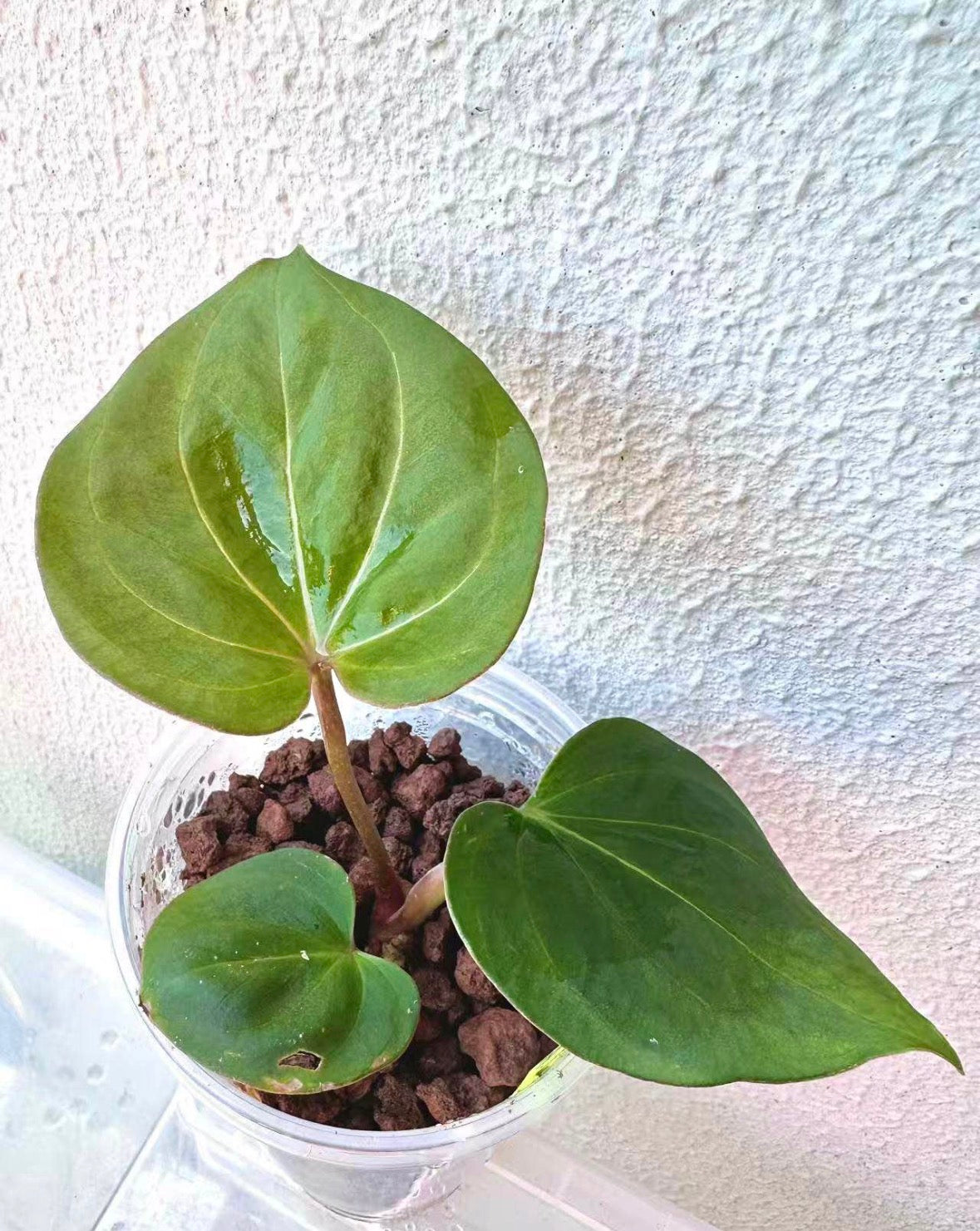 Anthurium King of Spades / KOS