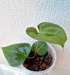 Anthurium King of Spades / KOS