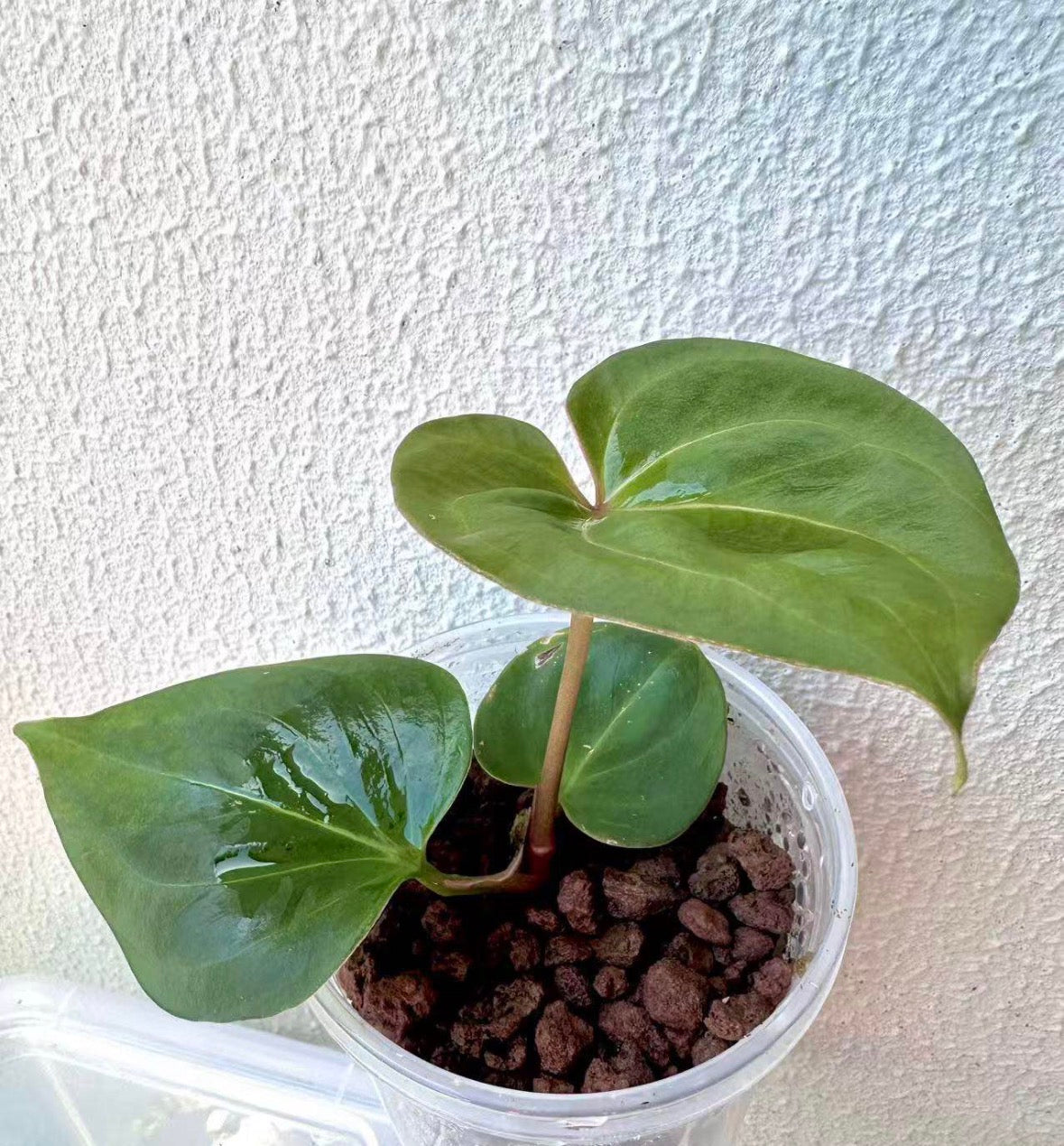 Anthurium King of Spades / KOS