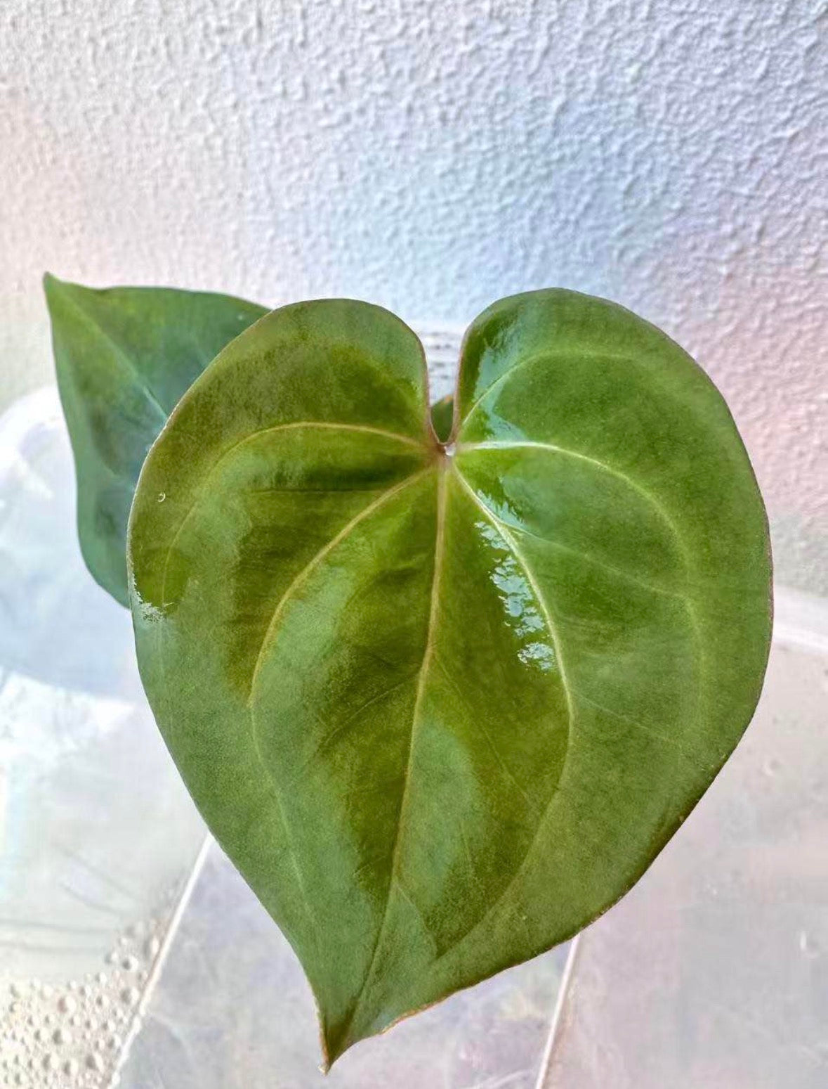 Anthurium King of Spades / KOS