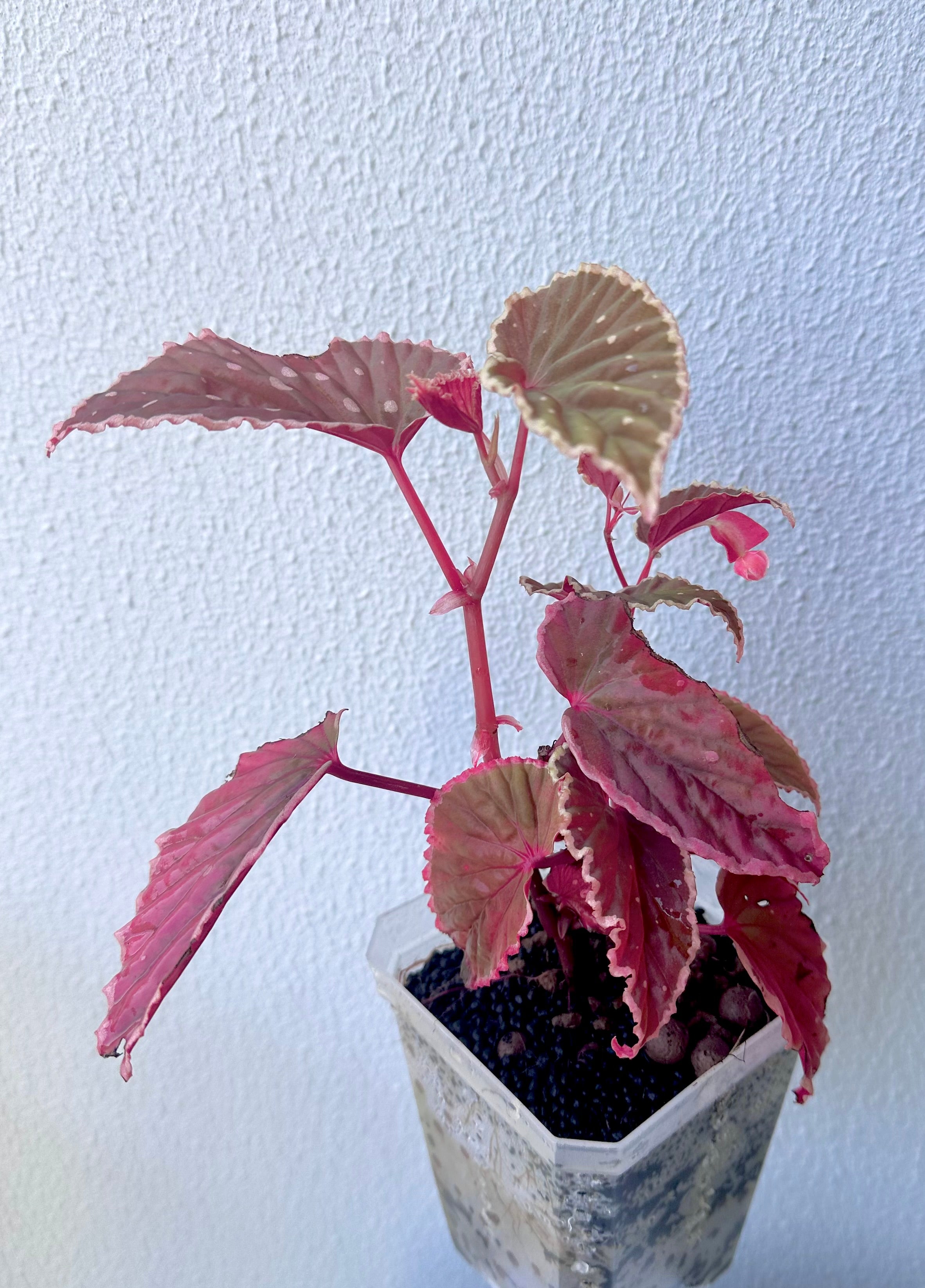 Begonia Darthvaderiana