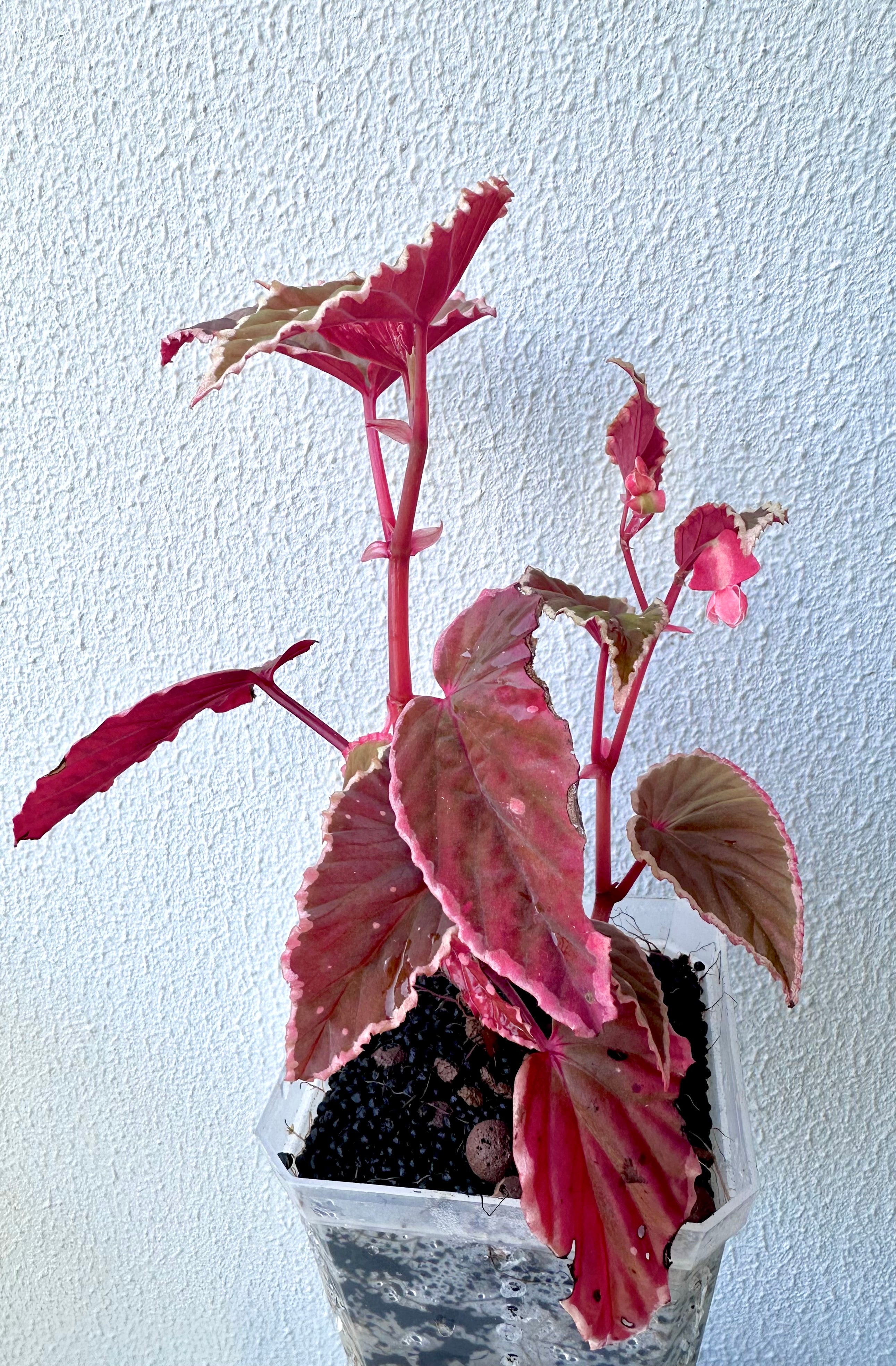 Begonia Darthvaderiana