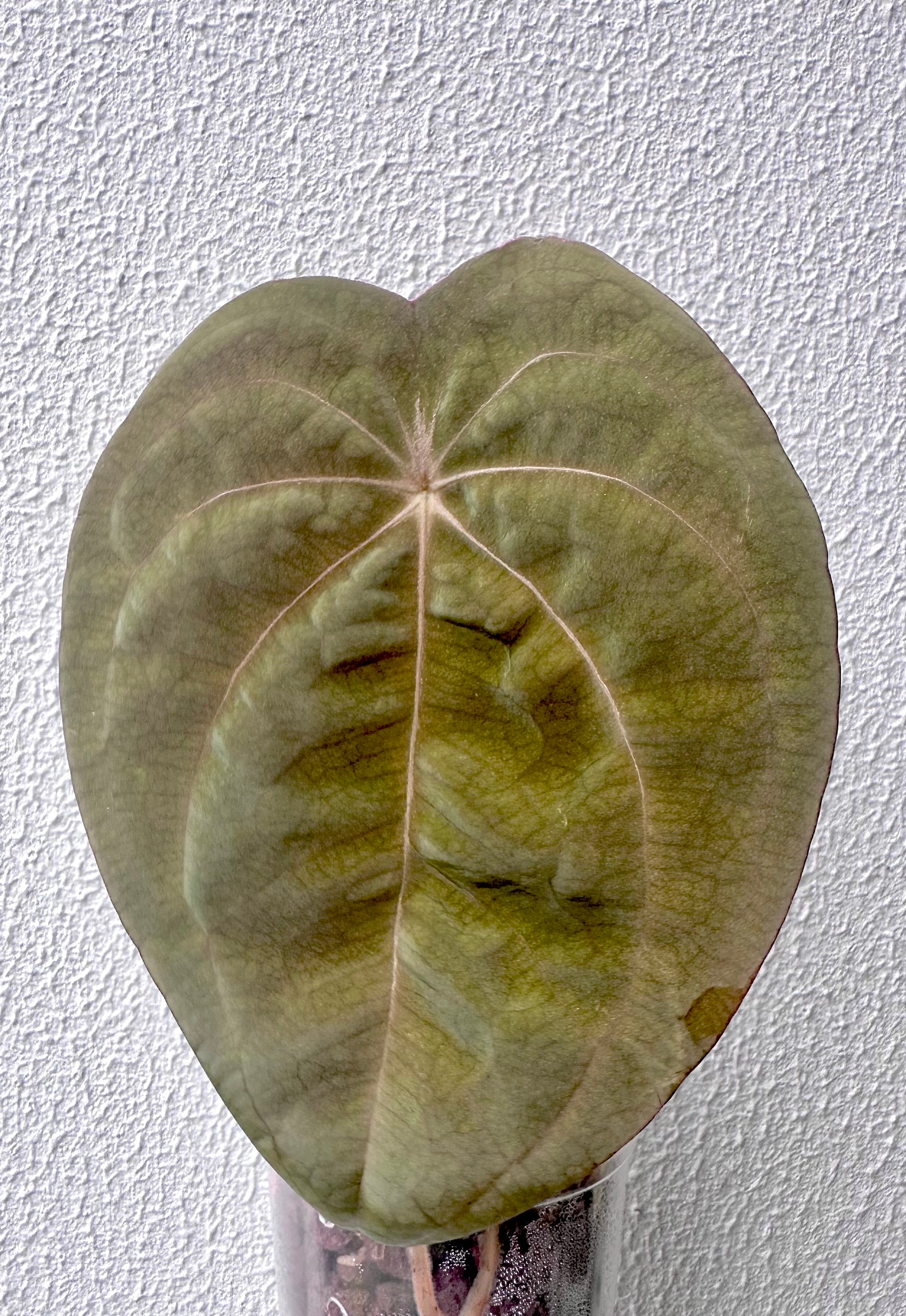 Anthurium Forgetii - Red Spider form