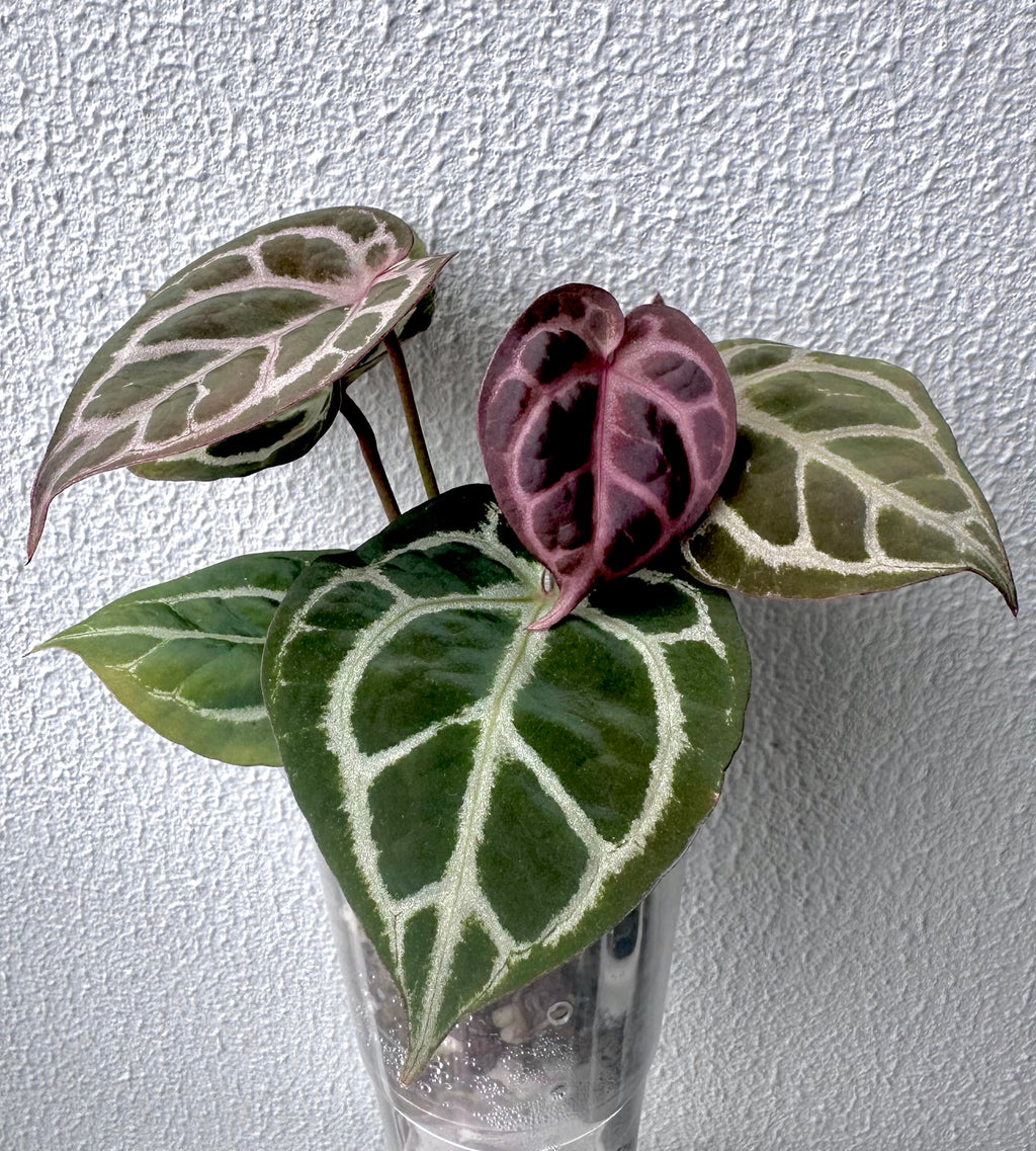 Anthurium KOS RC X Tezula Crystallinum super red - Dark Red more crystals