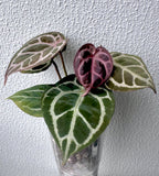 Anthurium KOS RC X Tezula Crystallinum super red - Dark Red more crystals