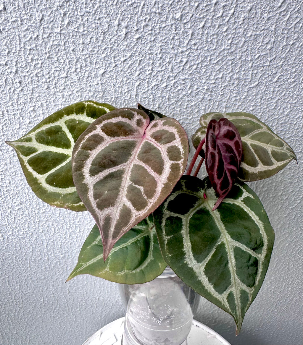 Anthurium KOS RC X Tezula Crystallinum super red - Dark Red more crystals