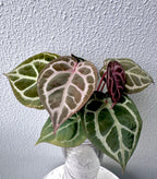Anthurium KOS RC X Tezula Crystallinum super red - Dark Red more crystals