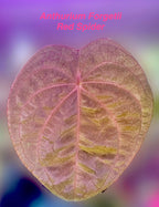 Anthurium Forgetii - Red Spider form