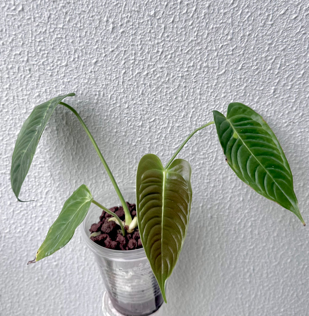 Anthurium Veitchii narrow form