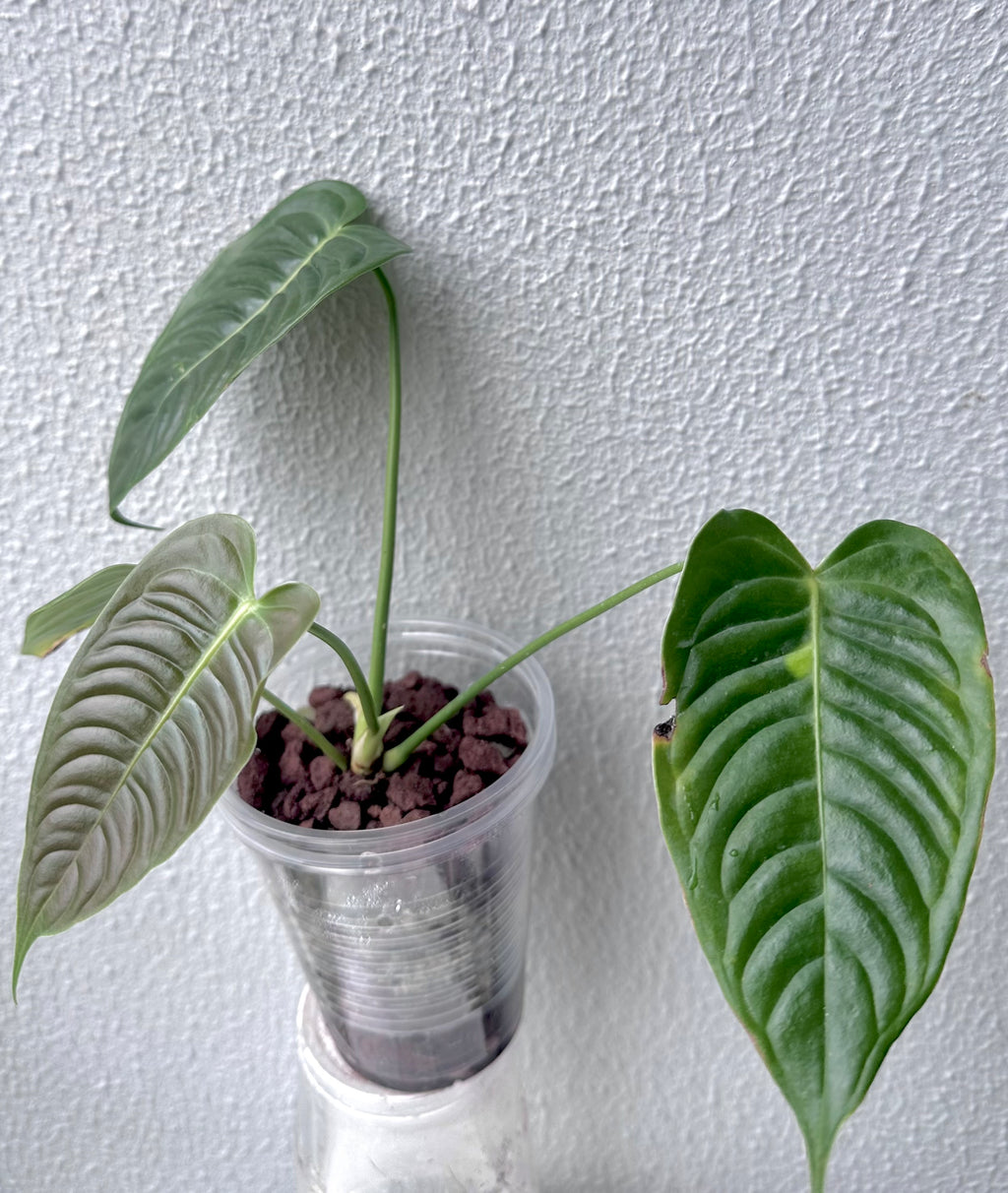 Anthurium Veitchii narrow form