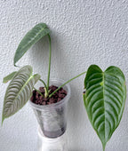 Anthurium Veitchii narrow form
