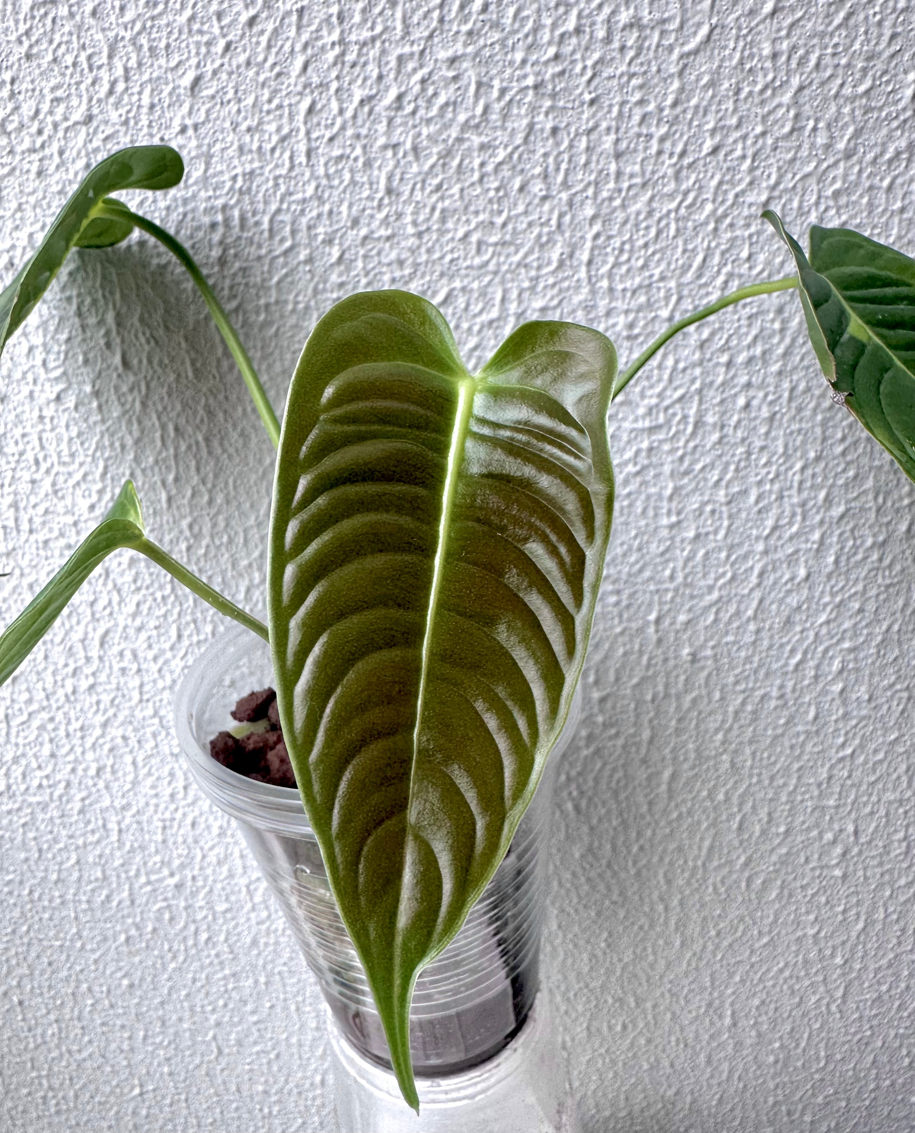 Anthurium Veitchii narrow form