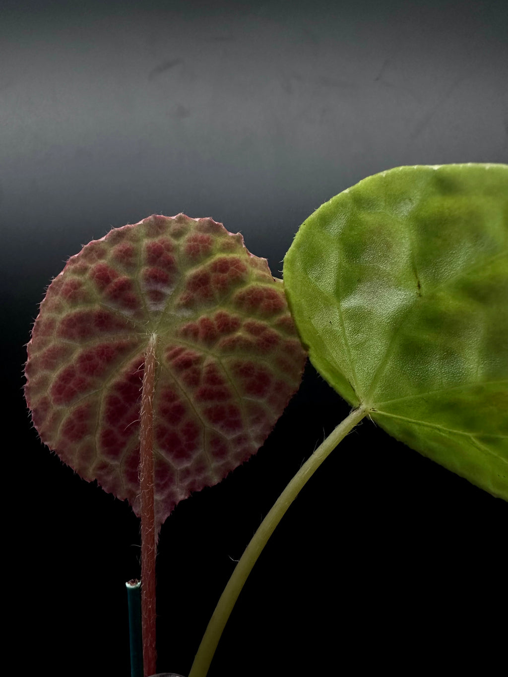 Begonia Phutoensis