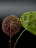 Begonia Phutoensis