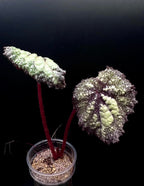 Begonia Super Universe