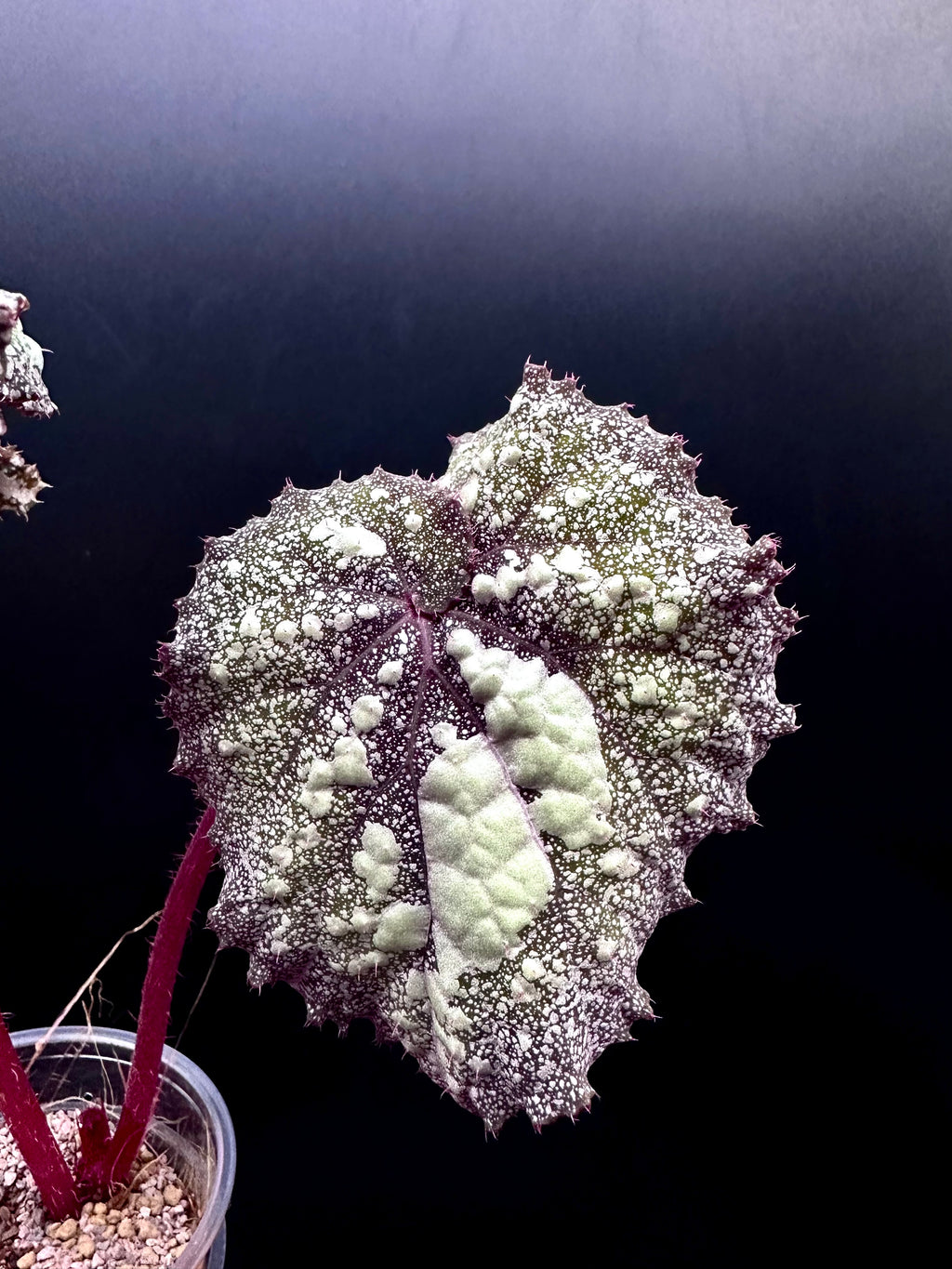 Begonia Super Universe