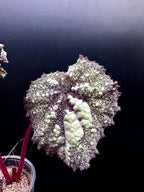 Begonia Super Universe