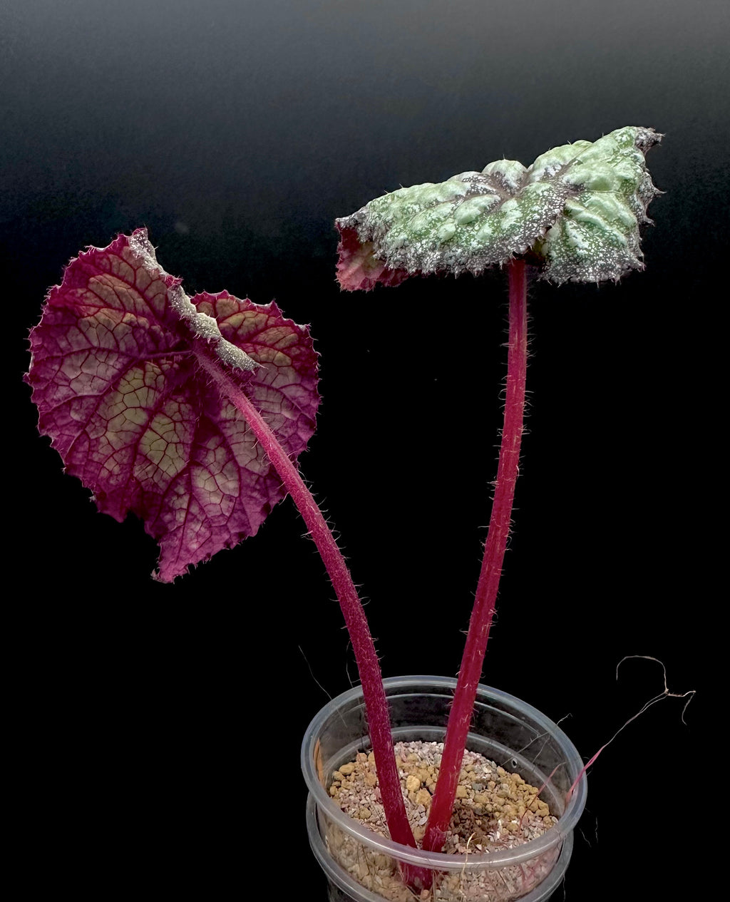 Begonia Super Universe