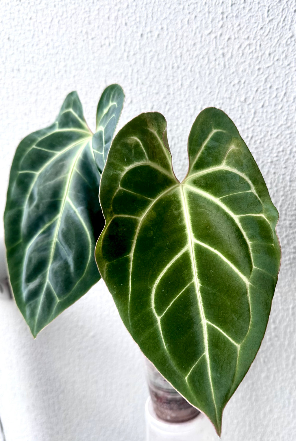 Anthurium Besseae Aff