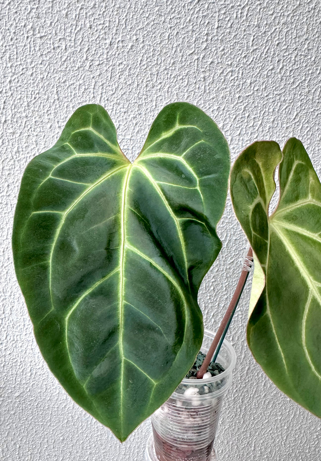 Anthurium Besseae Aff