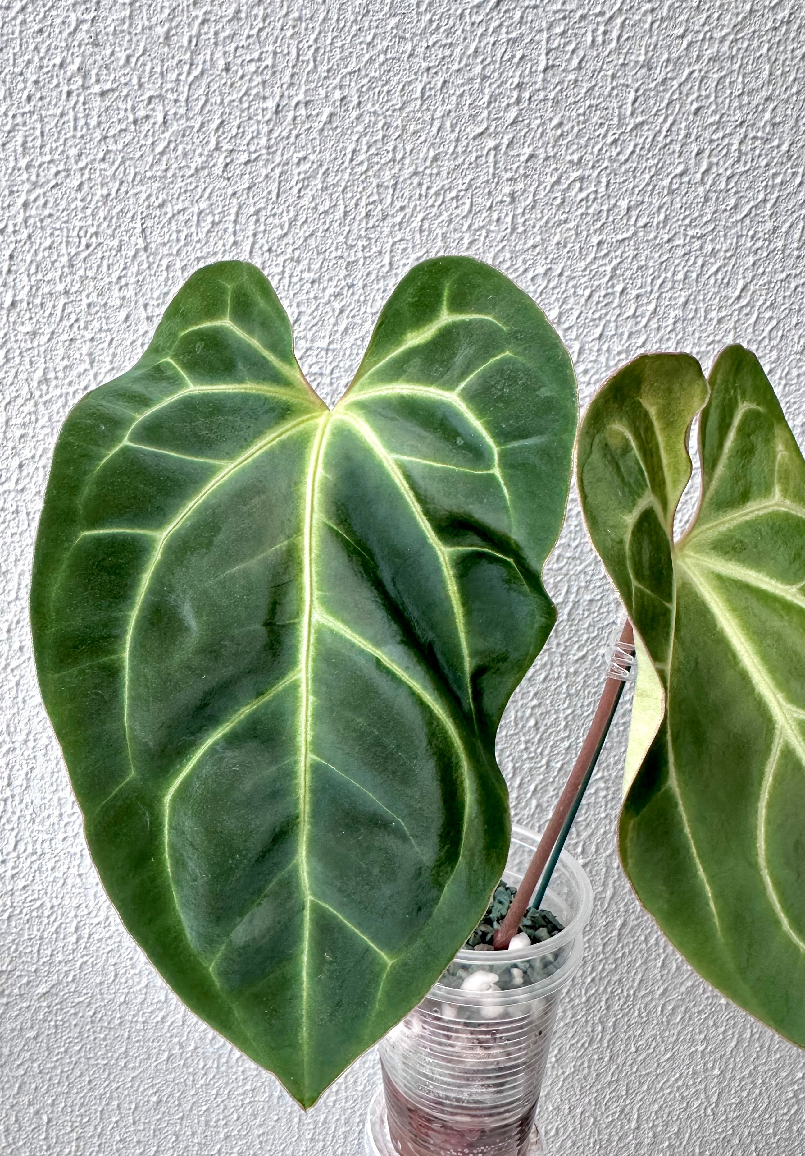 Anthurium Besseae Aff