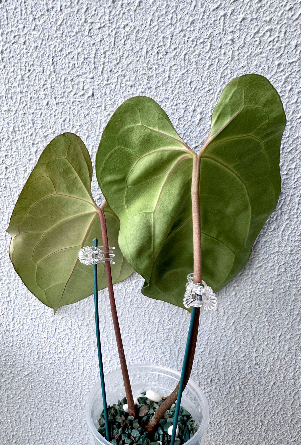 Anthurium Besseae Aff