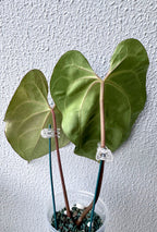 Anthurium Besseae Aff