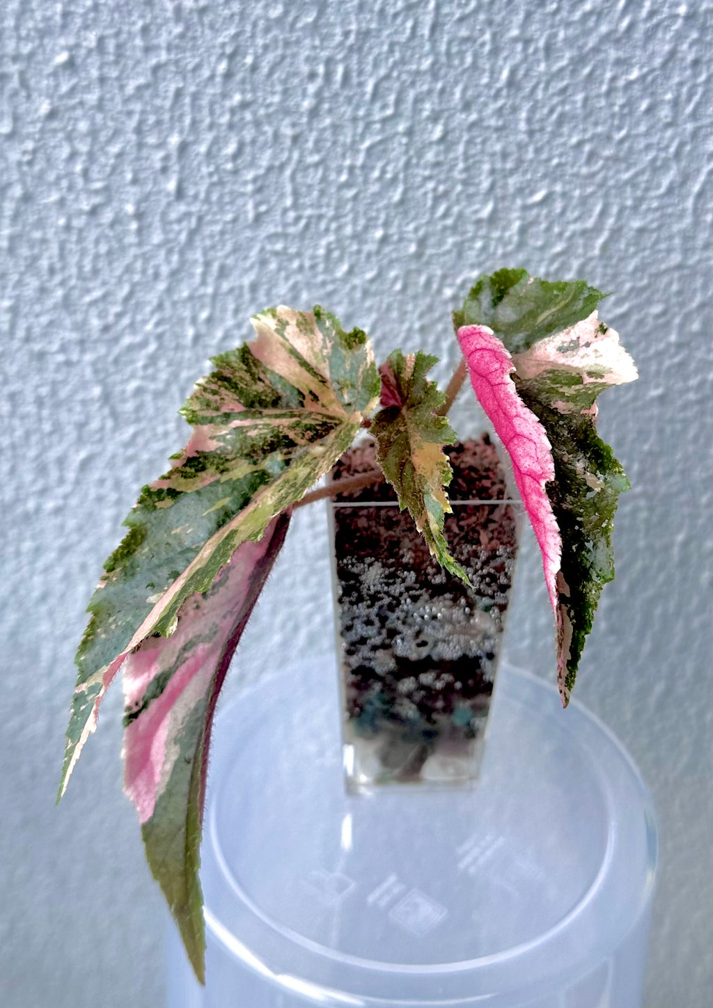 Begonia Ginny Galaxy Variegated