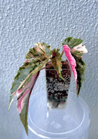 Begonia Ginny Galaxy Variegated