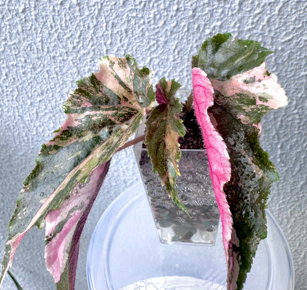 Begonia Ginny Galaxy Variegated