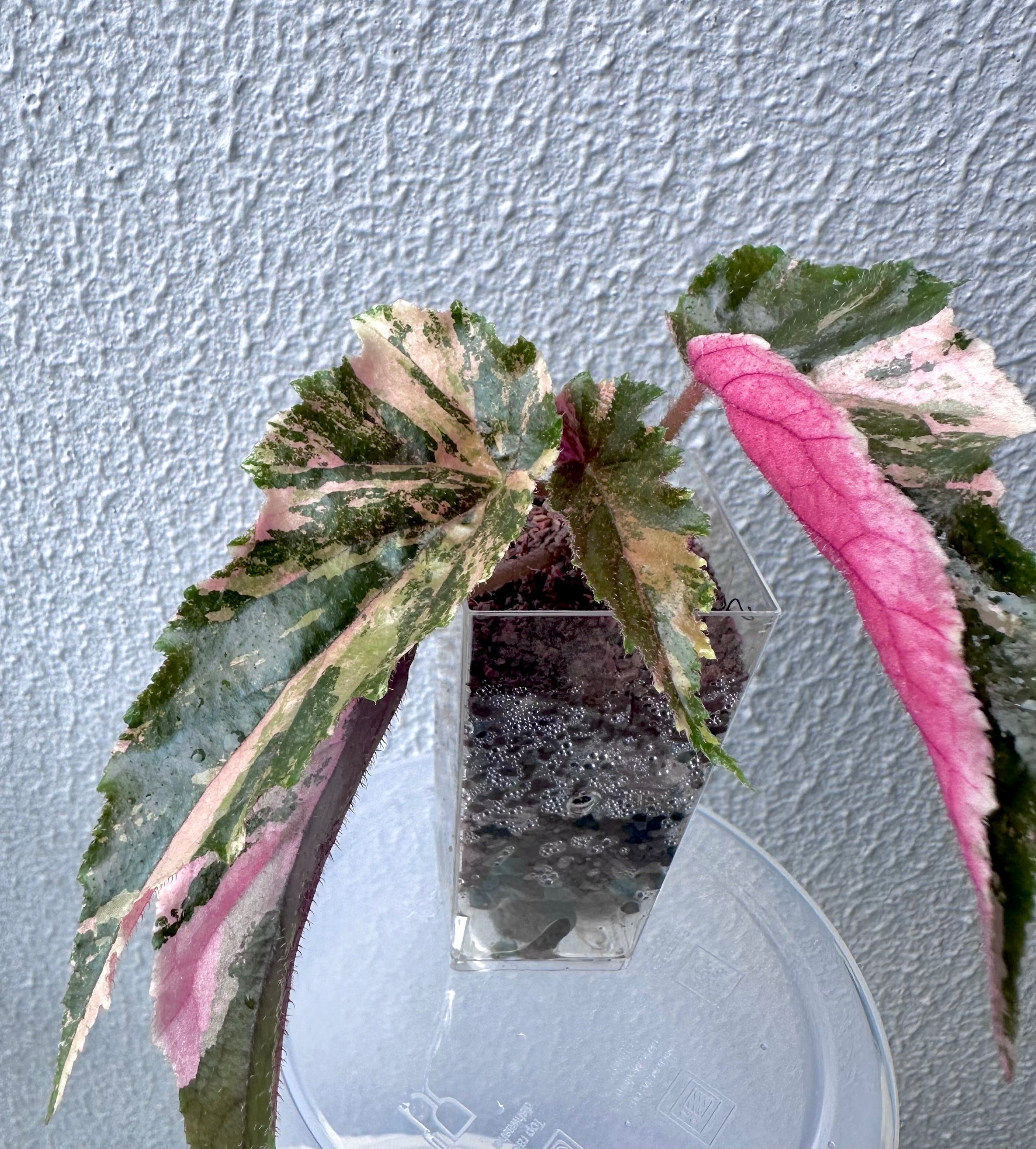 Begonia Ginny Galaxy Variegated