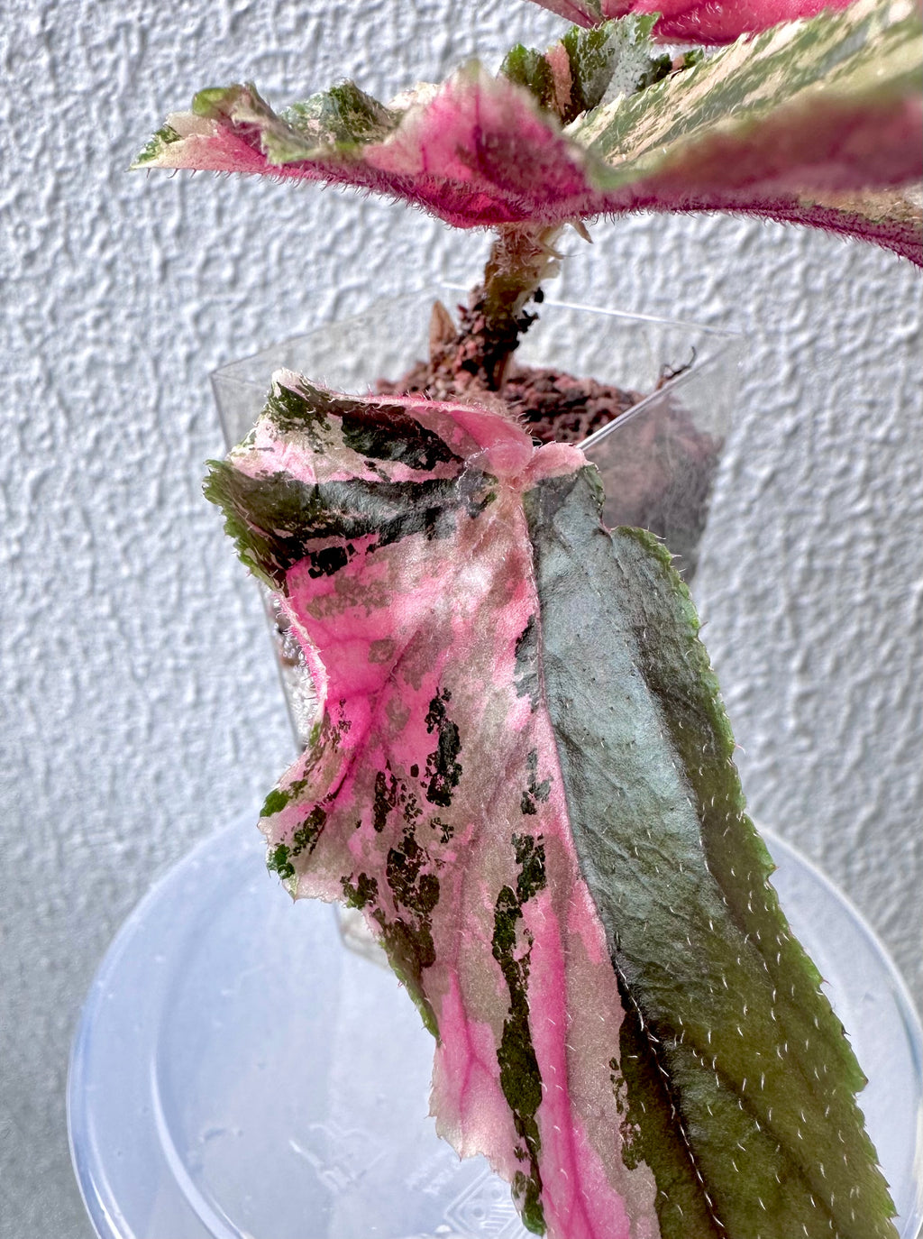 Begonia Ginny Galaxy Variegated