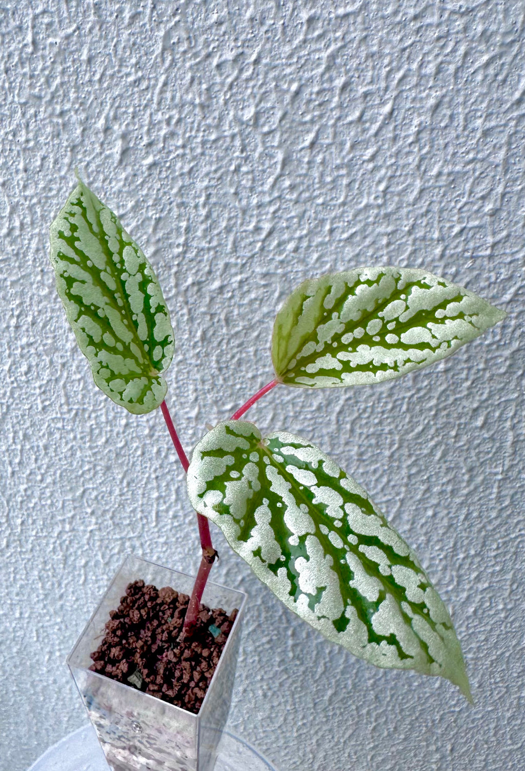 Begonia CatEar