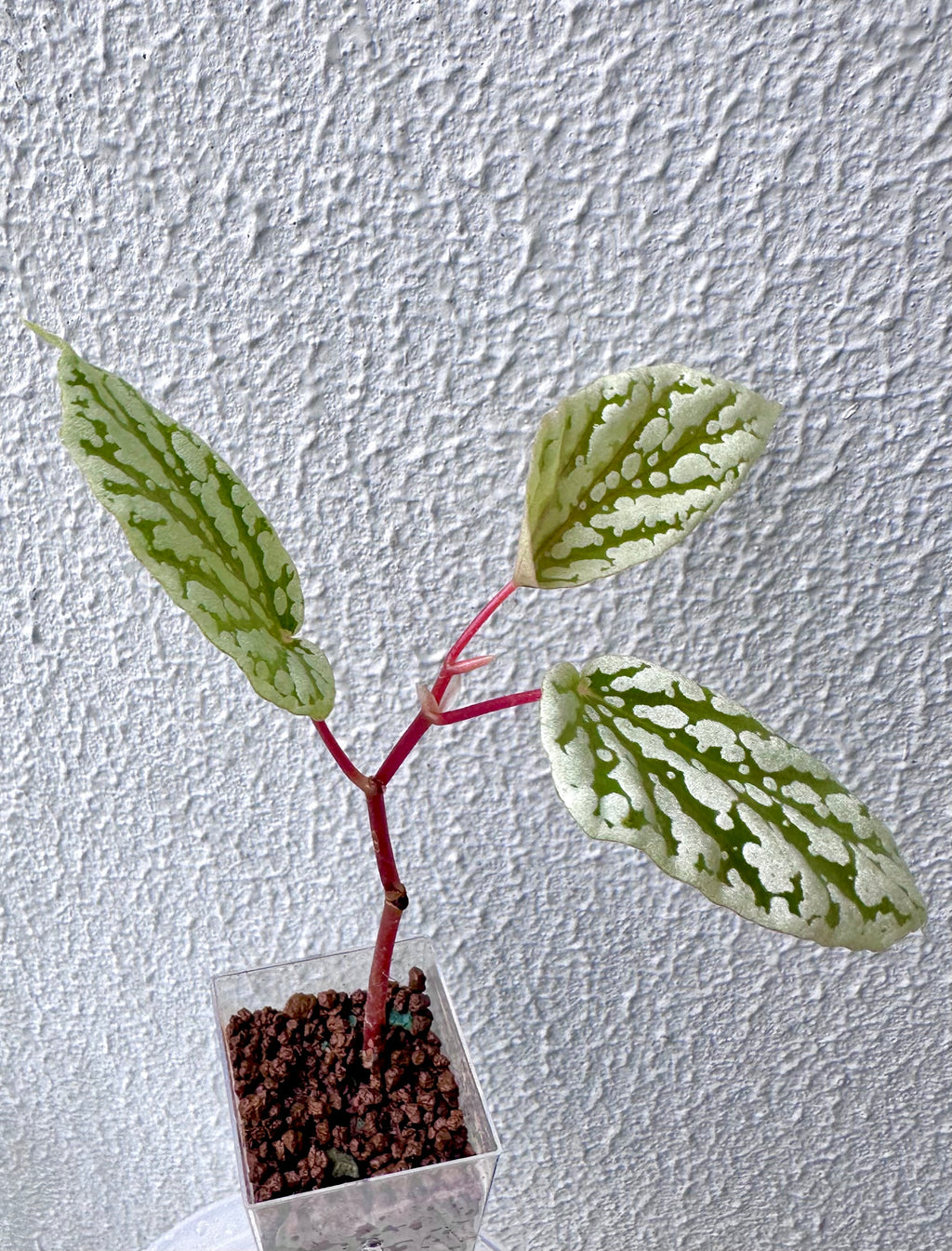 Begonia CatEar