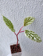 Begonia CatEar
