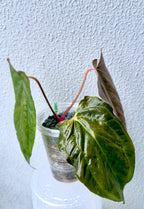 Anthurium Papillilaminum pure - Ralph Lynam