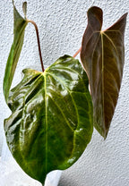 Anthurium Papillilaminum pure - Ralph Lynam