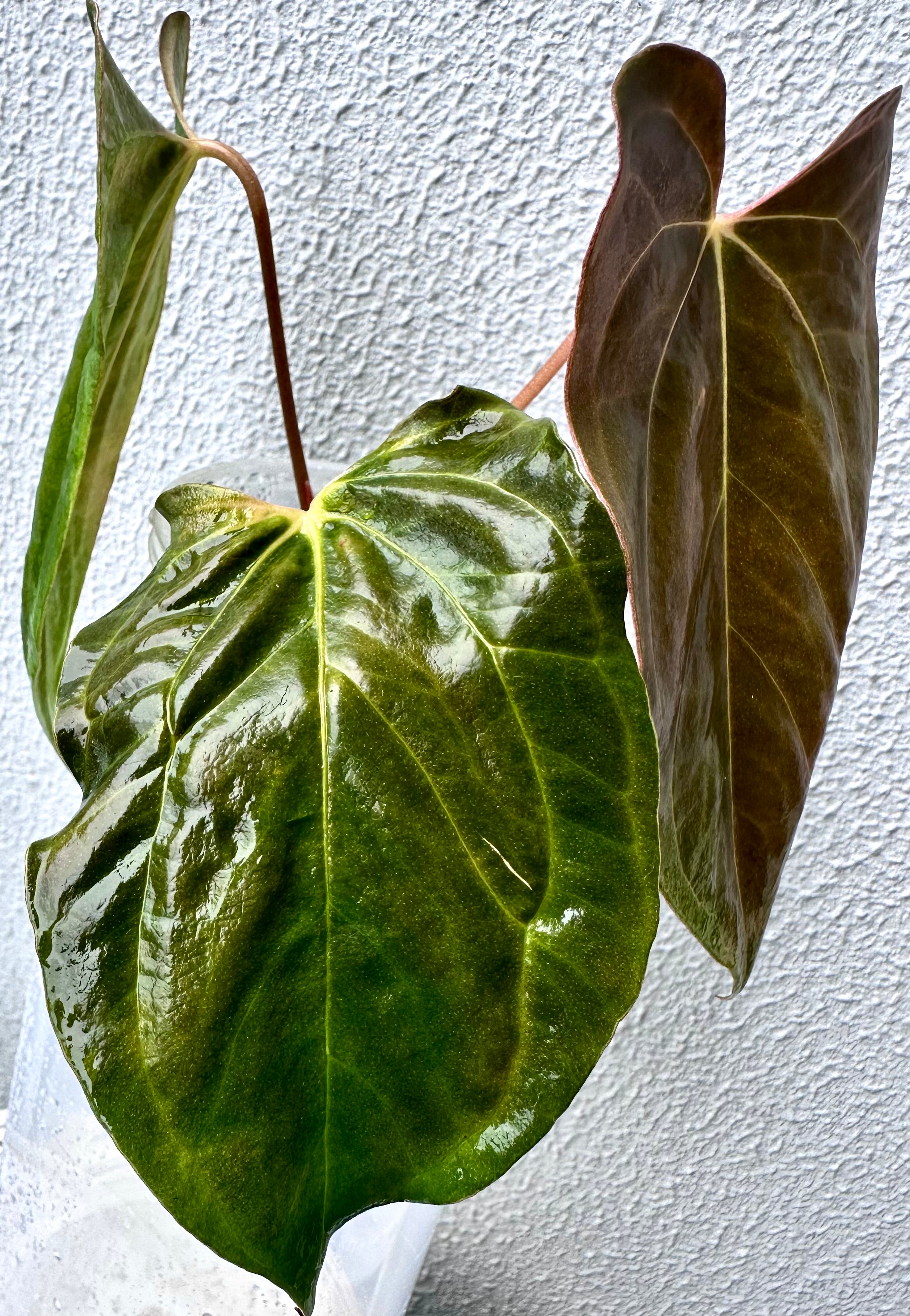 Anthurium Papillilaminum pure - Ralph Lynam