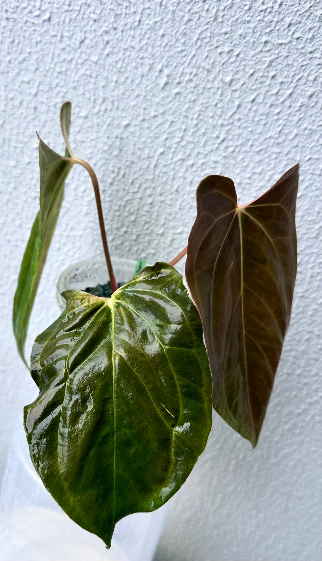 Anthurium Papillilaminum pure - Ralph Lynam