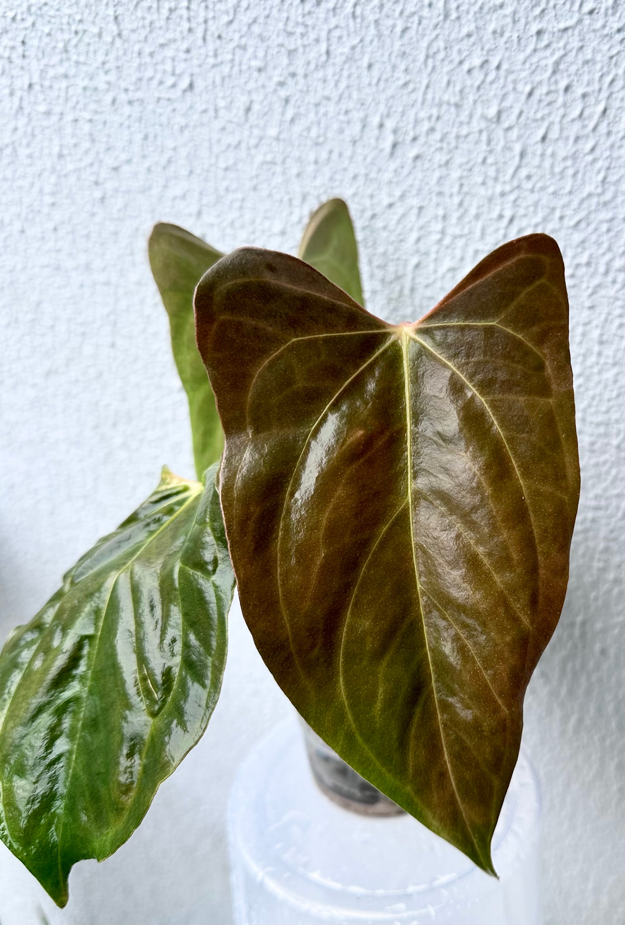 Anthurium Papillilaminum pure - Ralph Lynam